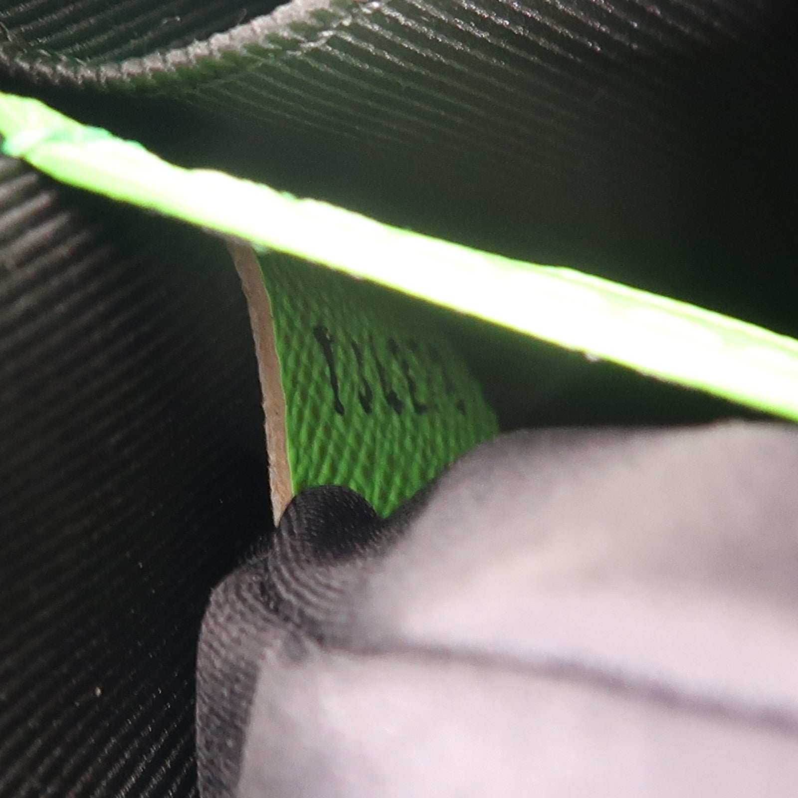 LOUIS VUITTON Soft Trunk Phone Box LV Friends Shoulder Bag M80144 Monogram Brown